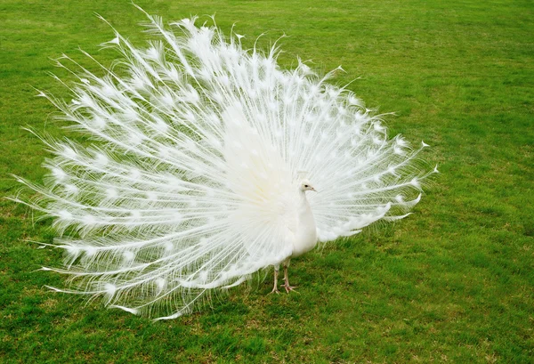 Weißer Pfau auf grünem Hintergrund — Stockfoto