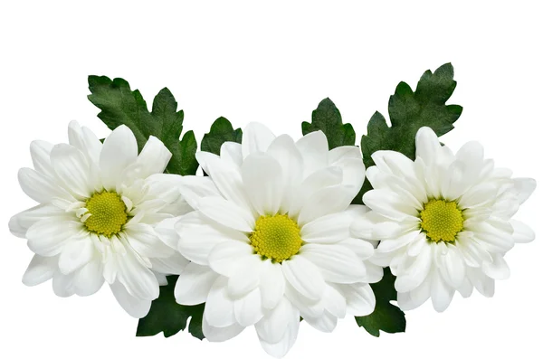 Gänseblümchen auf weiß — Stockfoto