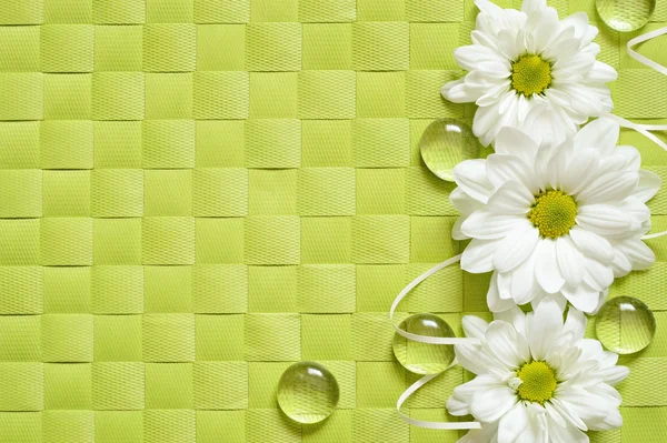Daisies line on green background — Stock Photo, Image