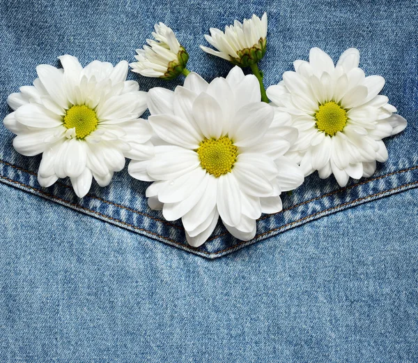 Daisies on denim fabric — Stock Photo, Image
