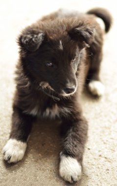 siyah köpek yavrusu