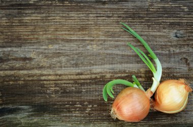 soğan eski yönetim kurulu