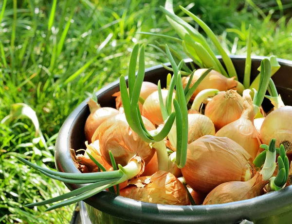 Sprouting onions in a bucket — Stock Photo, Image