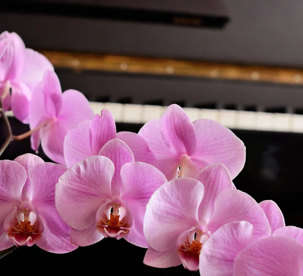 Орхидея и фортепиано — стоковое фото