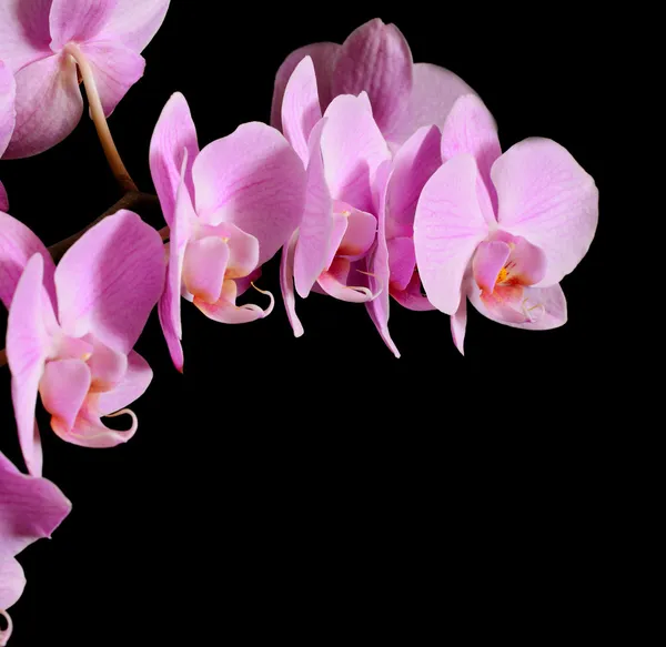 Pink orchid — Stockfoto