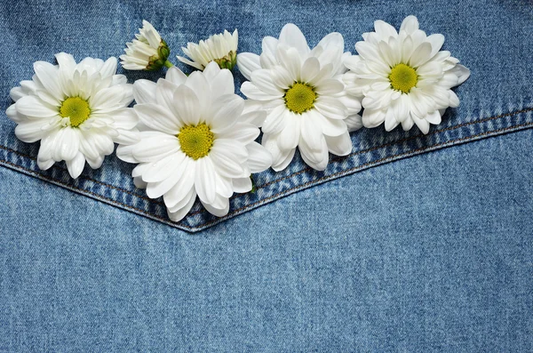 Asters on denim fabric — Stock Photo, Image