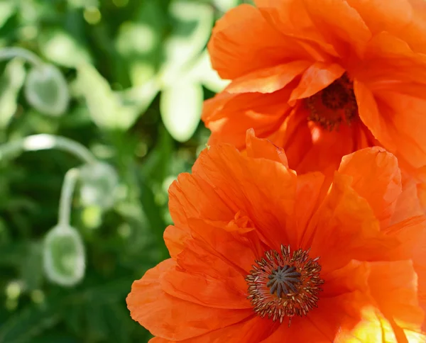 Papoilas em flor — Fotografia de Stock