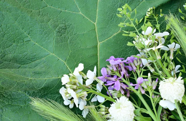 Fiori di campo — Foto Stock