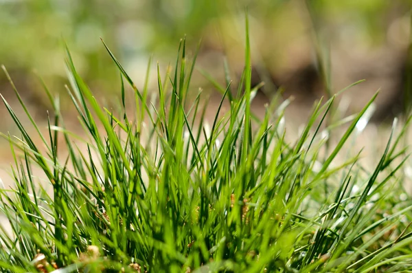 Gras — Stockfoto