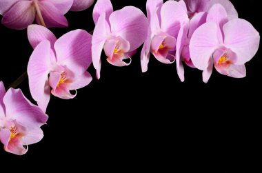 pembe orkide Şubesi