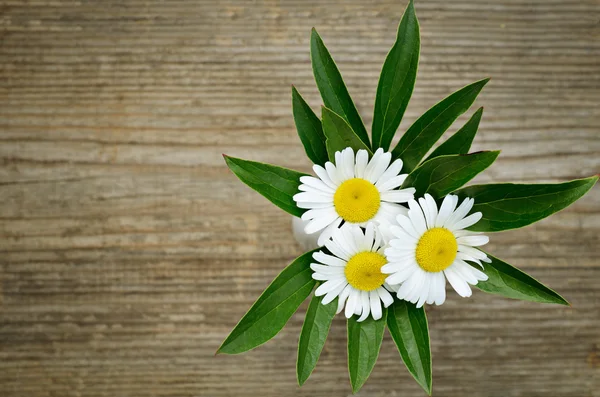 Boeket van drie madeliefjes — Stockfoto