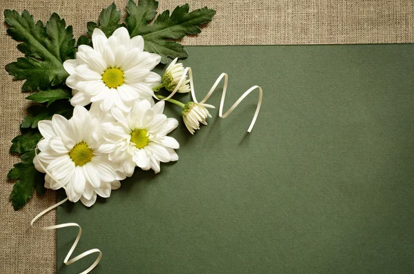 Marguerites sur le livre vert — Photo