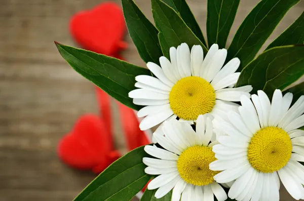 Bouquet of chamomiles and two hearts — Stockfoto