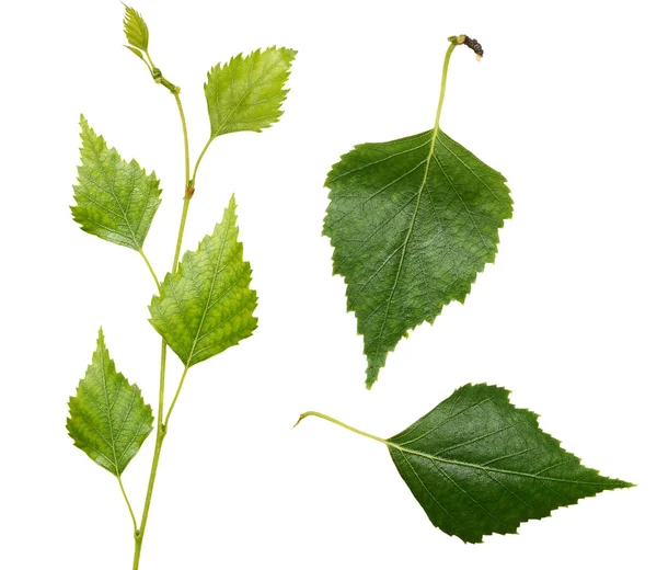 Young birch branch and leaves — Stock Photo, Image
