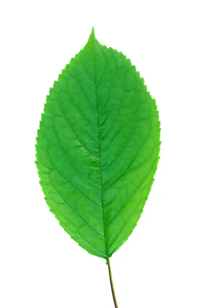Cherry leaf — Stock Photo, Image