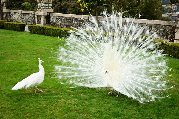 Witte pauwen — Stockfoto