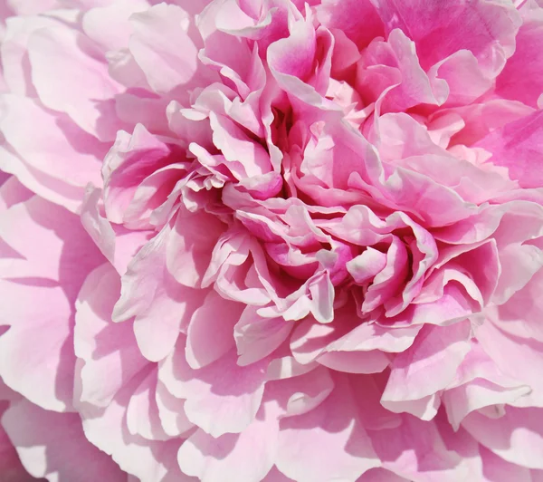 Flor de peonía — Foto de Stock