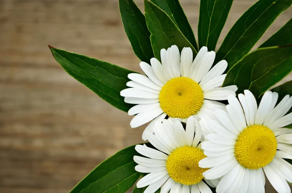 Bouquet of daisies — Stock Photo, Image