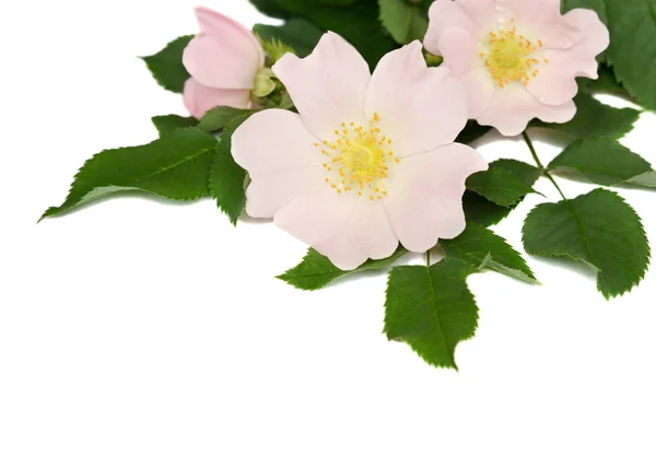 Rosa blommor av vild ros — Stockfoto