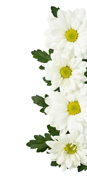 Chamomile edge on white — Stock Photo, Image