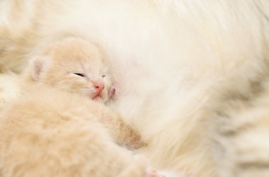 yedikten sonra küçük yavru kedi