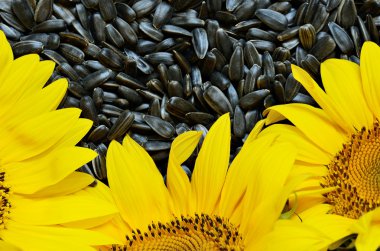 Ayçiçeği ve tohum