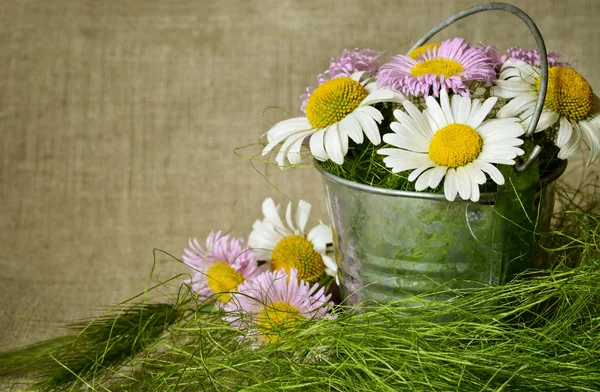 Bouquet of daisies in a bucket — Stock Photo, Image