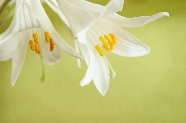 Dwa białe lilie — Zdjęcie stockowe