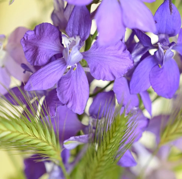 Purple flowers of delphinium — Stock Photo, Image