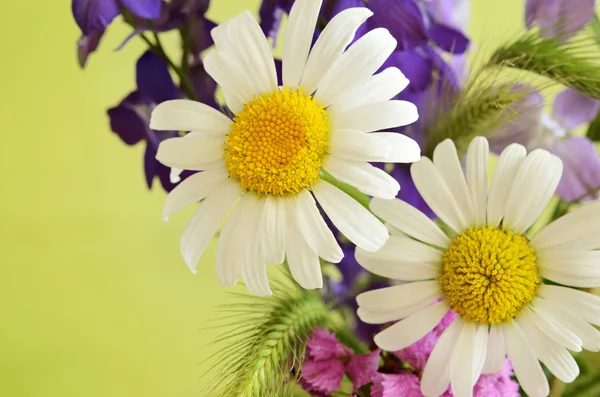 Colorful bouquet — Stock Photo, Image