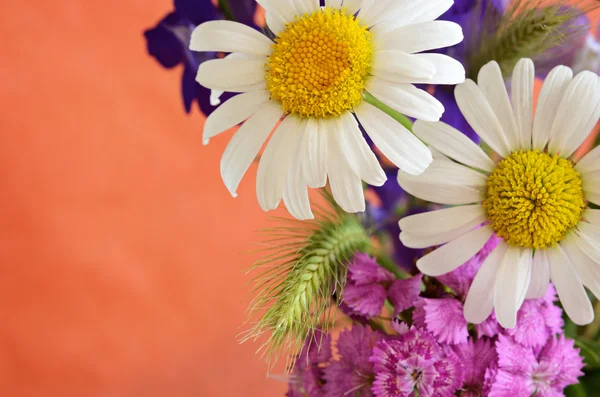 Bouquet of wild flowers — Stock Photo, Image