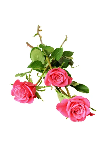 Drei rosa Rosen — Stockfoto