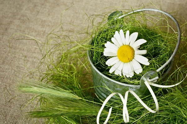 Chamomile in a bucket — Stock Photo, Image