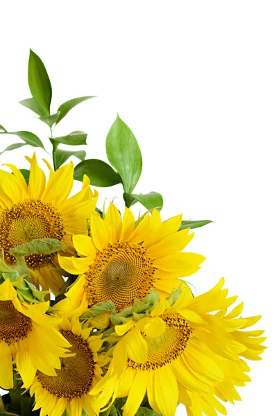 Bouquet of sunflowers — Stock Photo, Image