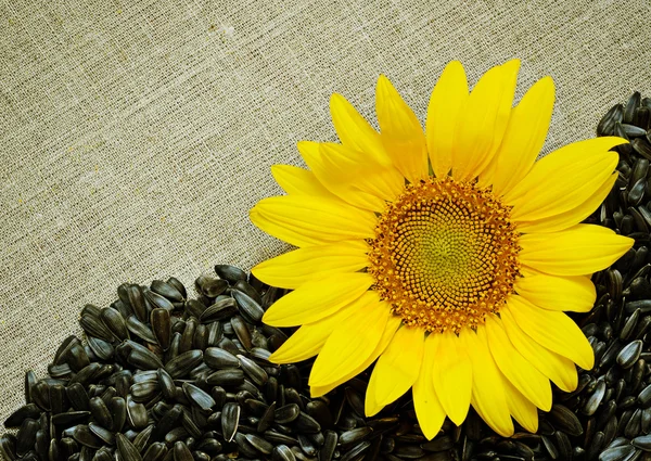 Sunflower, seeds and canvas — Stock Photo, Image