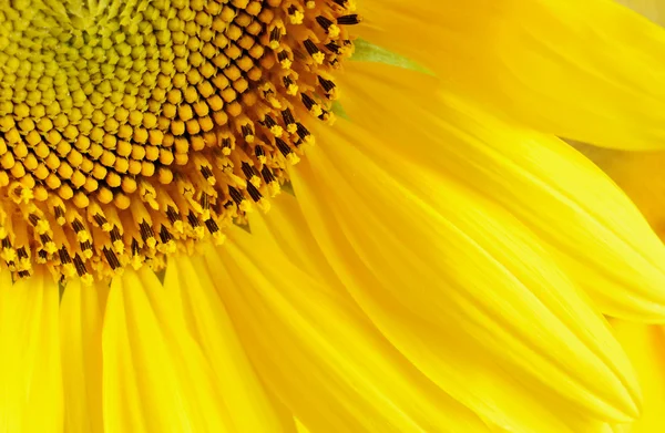 Sunflower — Stock Photo, Image