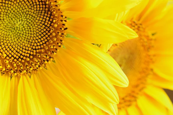 Macro picture of sunflowers — Stock Photo, Image