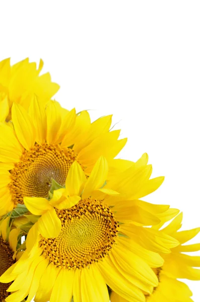 Sonnenblumen auf weißem Hintergrund — Stockfoto