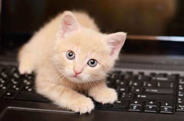 bilgisayar üzerinde yavru kedi