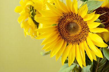 bej renkli arka plan ayçiçeği