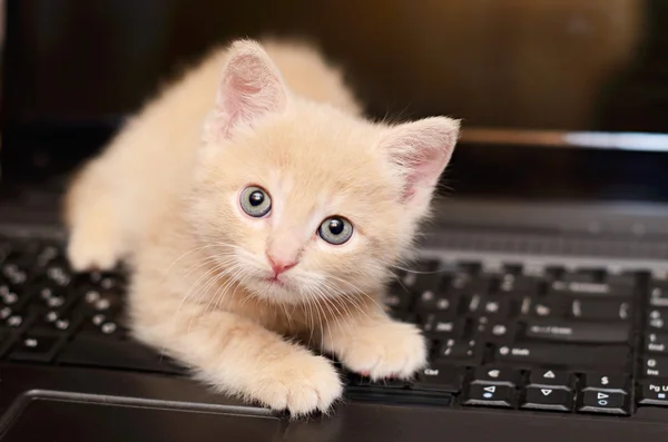 Kätzchen am Computer — Stockfoto