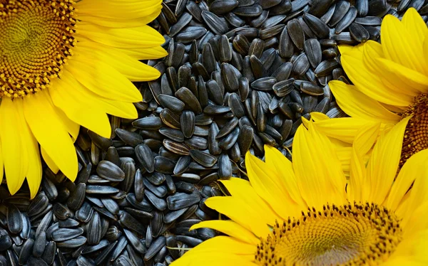 Sunflowers and seeds — Stock Photo, Image