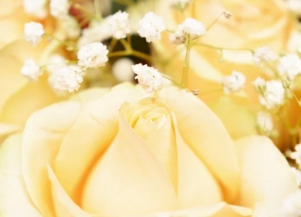 Rosas de pêssego — Fotografia de Stock