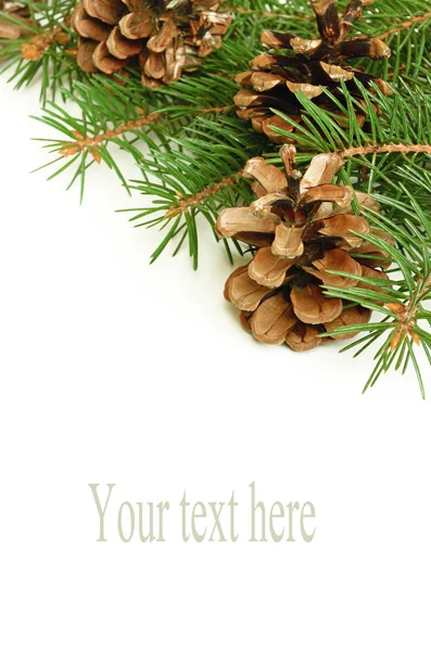 Boże Narodzenie drzewo gałąź i szyszki — Zdjęcie stockowe