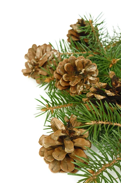 Vánoční strom větev s kužely — Stock fotografie