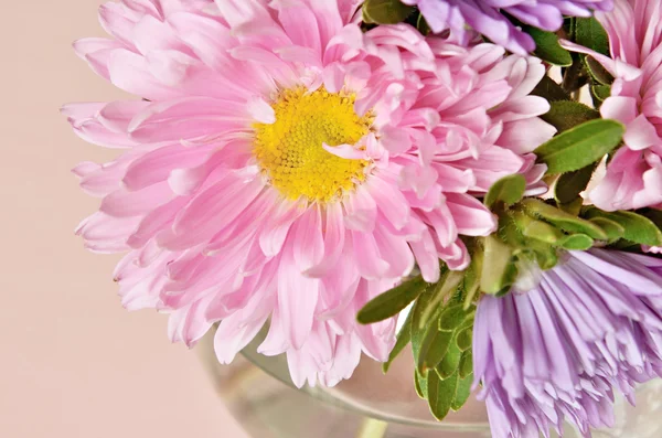 Pink and purple asters — Stock Photo, Image