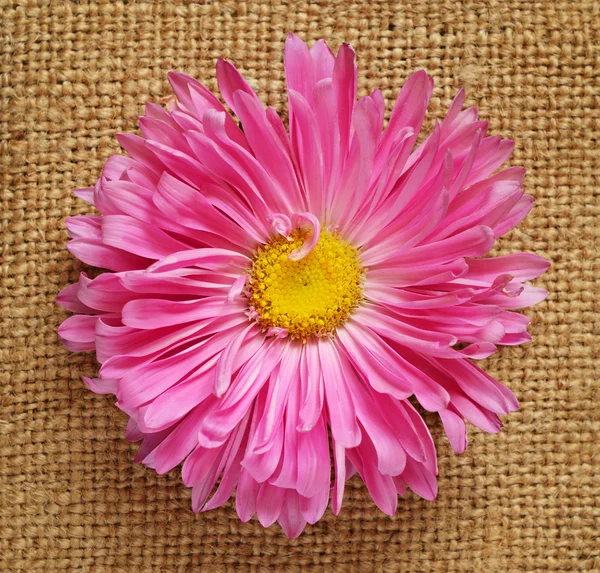 Aster op doek — Stockfoto