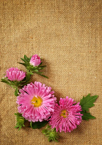 Asters decoratie — Stockfoto