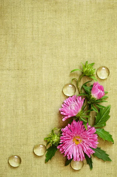Pink asters composition — Stock Photo, Image
