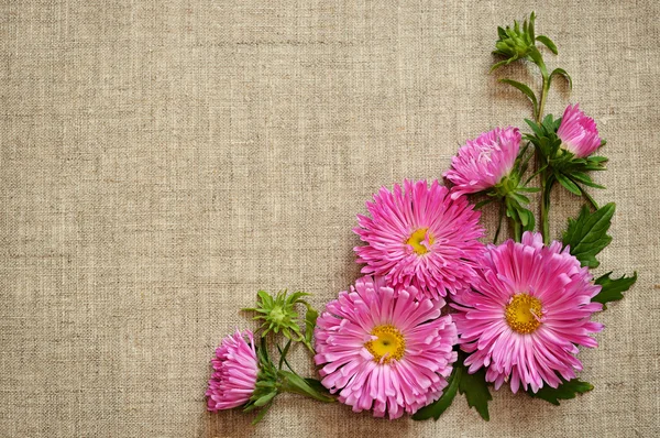 Asters on canvas background — Stock Photo, Image